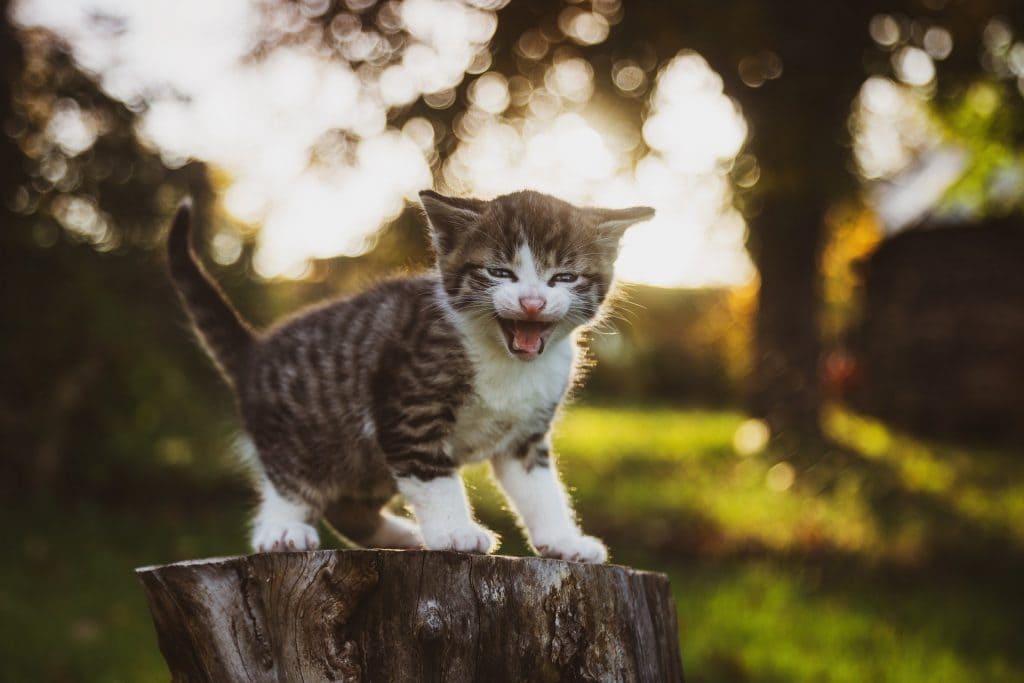 gato chiquito maullando