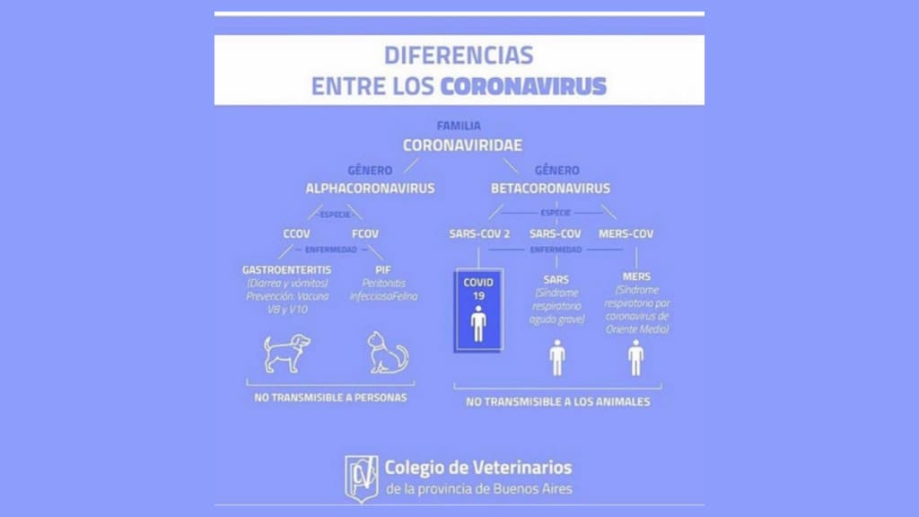 diferencias coronavirus personas y gatos